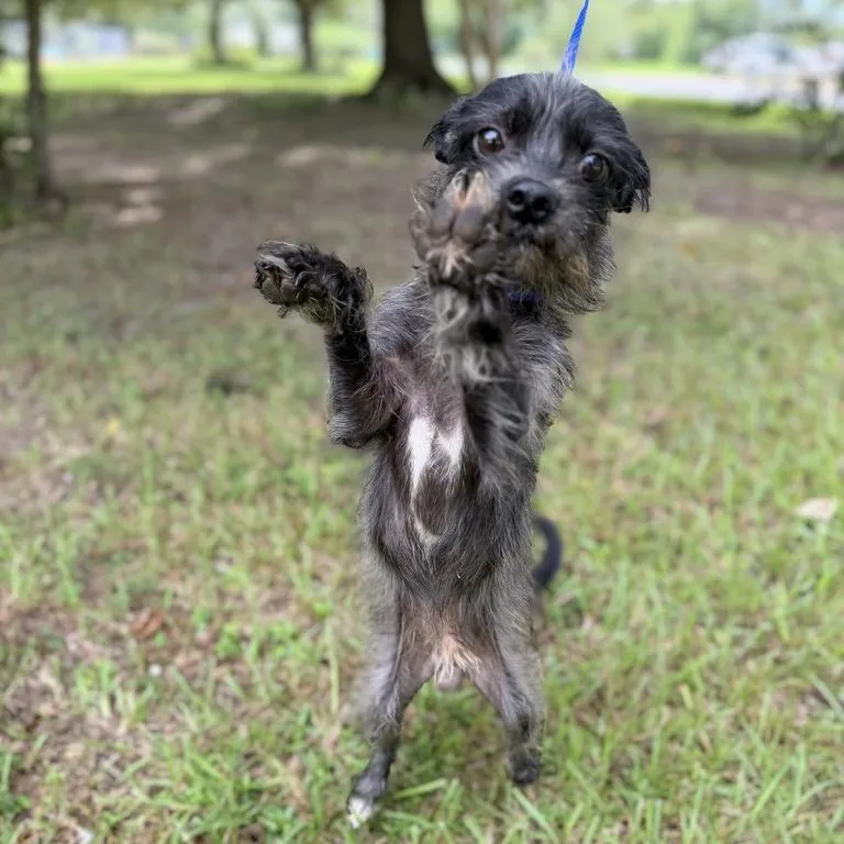 An adult small-sized male Chihuahua dog named Ghost for adoption in Carencro, LA