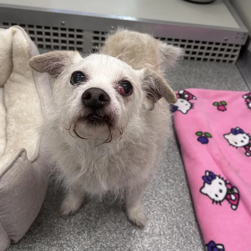 A senior small-sized male White / Cream Mixed Breed dog named Harold for adoption in Hinsdale, IL