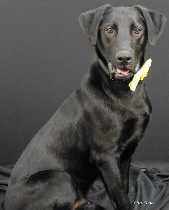 A young medium-sized male Black Labrador Retriever dog named Brew for adoption in Newland, NC