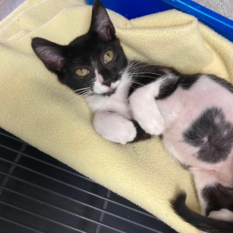 A baby small-sized female Black Domestic Short Hair cat named Fish for adoption in Duncan, OK