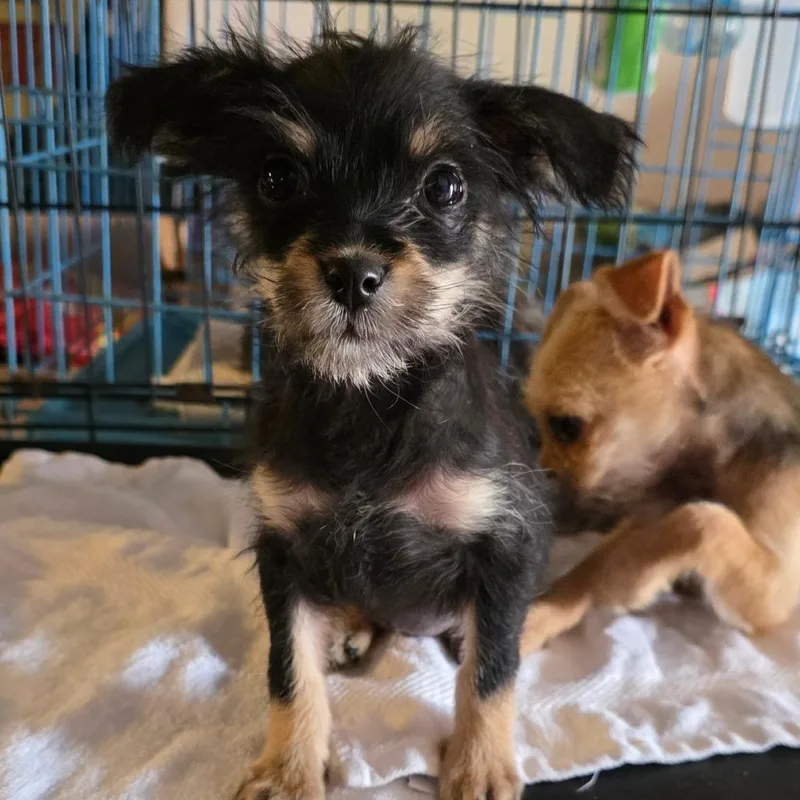 A baby small-sized female Yellow / Tan / Blond / Fawn Chihuahua dog named Maria for adoption in Goltry, OK