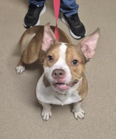 An adult medium-sized male Pit Bull Terrier dog named Mouth for adoption in Decatur, IL