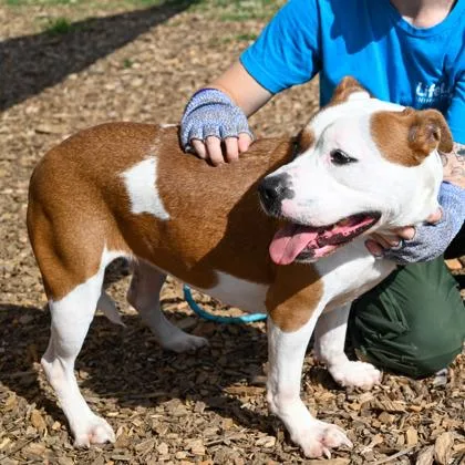 An adult large-sized female Mixed Breed dog named Monique for adoption in Chamblee, GA