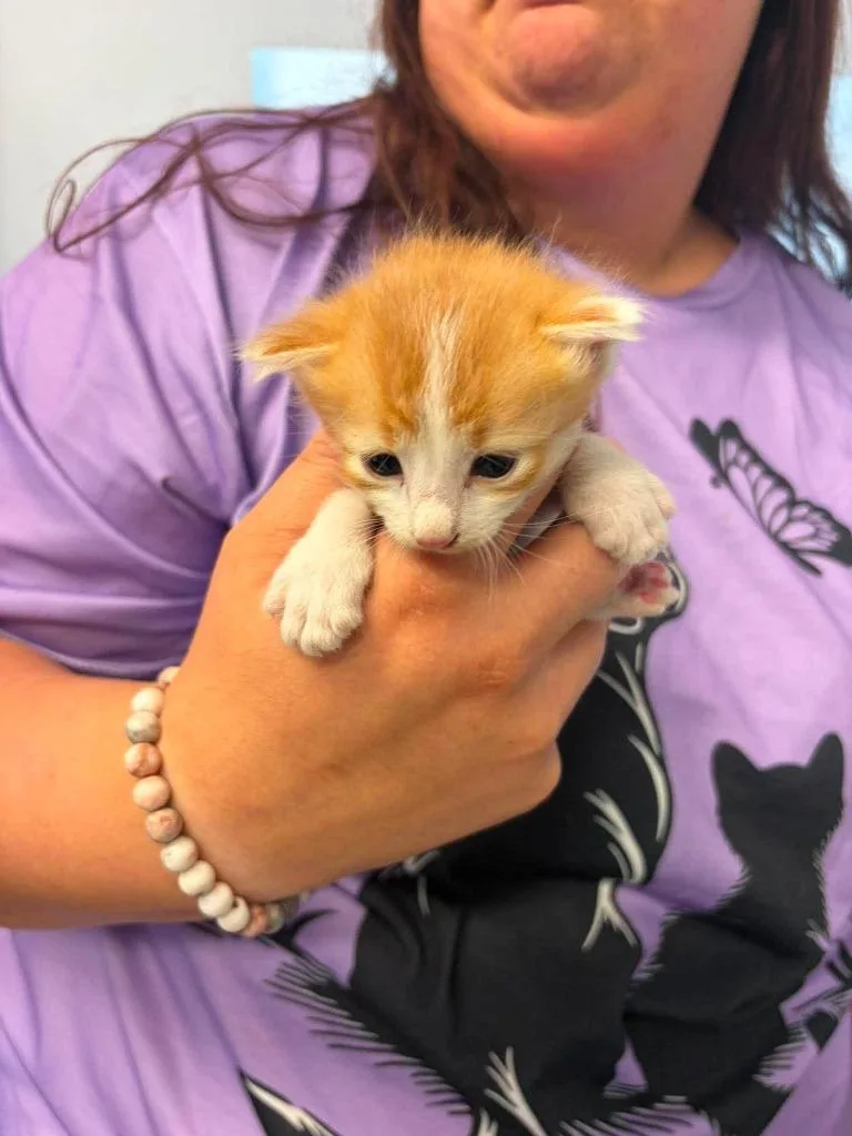 A baby small-sized male Domestic Short Hair cat named Larry for adoption in Republic, MO