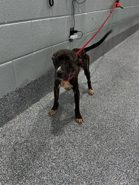 An adult medium-sized female Pit Bull Terrier dog named Tatum for adoption in Upper Marlboro, MD