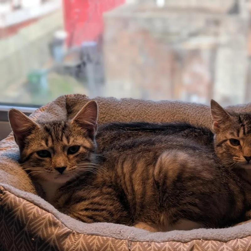 Kirk Guest thumbnail 2