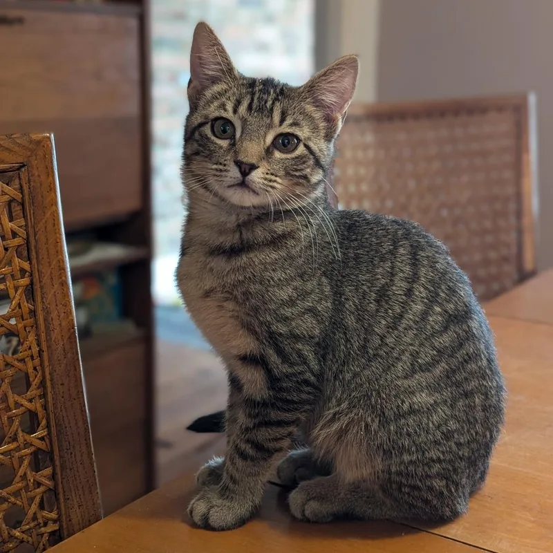 Kirk Guest thumbnail 3