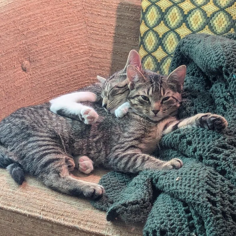 Kirk Guest thumbnail 5