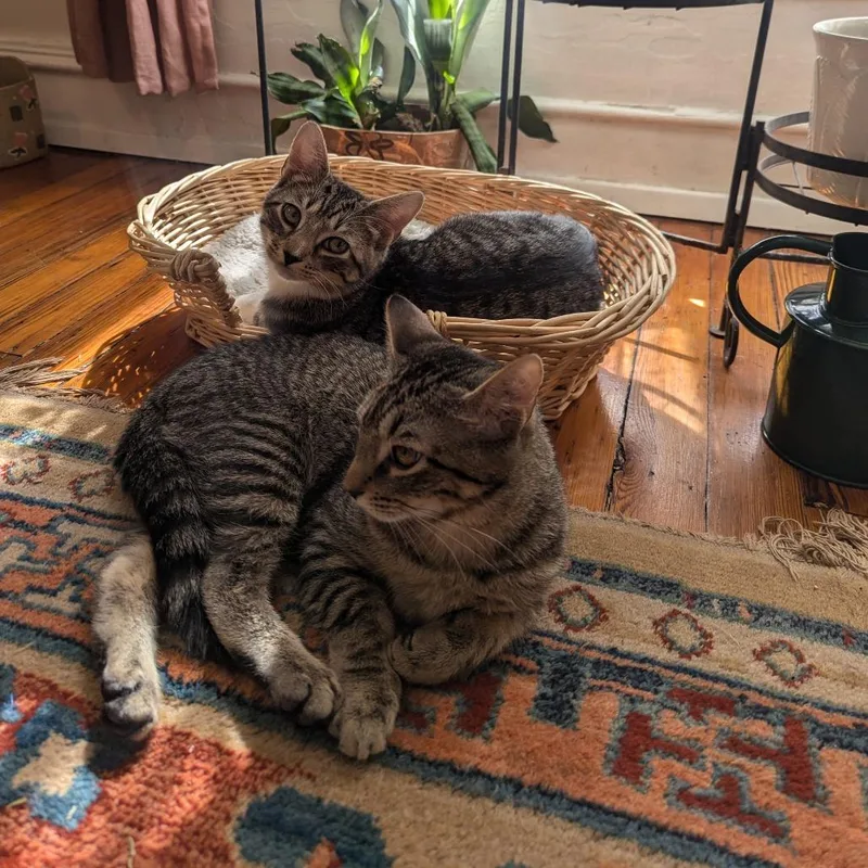 Kirk Guest thumbnail 6