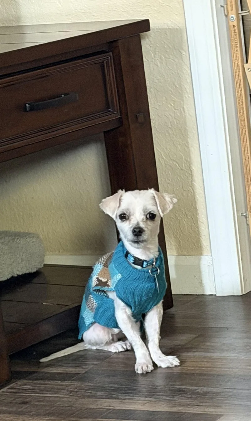 An adult small-sized male Maltese dog named Mork for adoption in Colorado Springs, CO