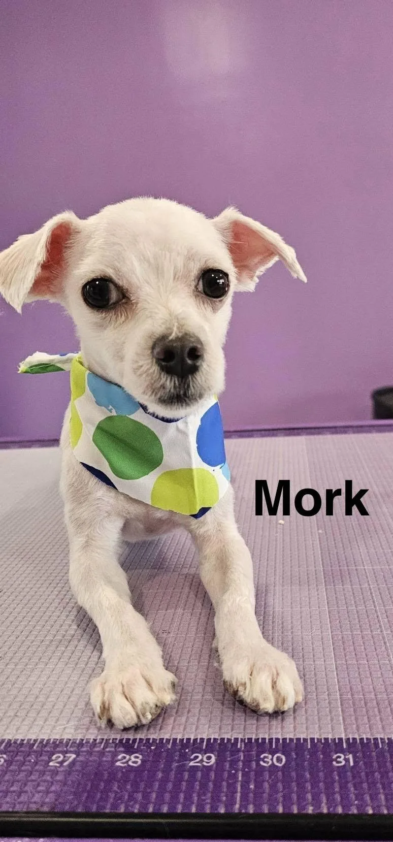 Mork thumbnail 2