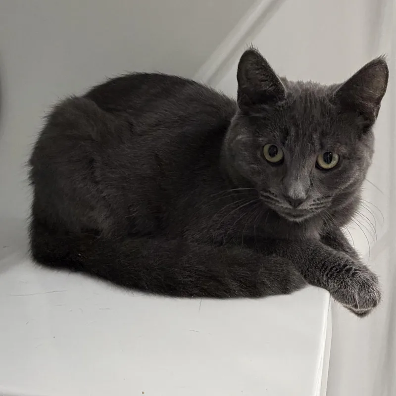 A baby medium-sized female Gray / Blue / Silver Domestic Short Hair cat named Lady Gray for adoption in Southold, NY