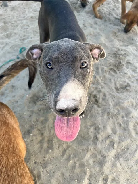 A young medium-sized male Pit Bull Terrier dog named Blue for adoption in Thousand Palms, CA