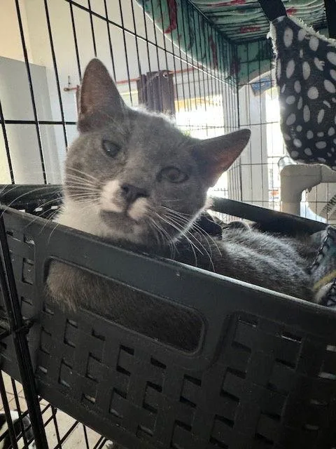 A baby medium-sized male American Shorthair cat named Biscuit for adoption in Naples, FL