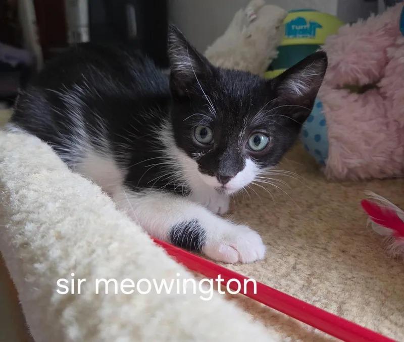 A baby medium-sized male Black & White / Tuxedo Domestic Short Hair cat named Sir Meowington for adoption in Oviedo, FL