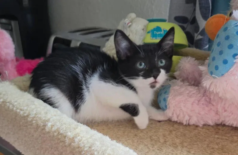 Sir Meowington thumbnail 2
