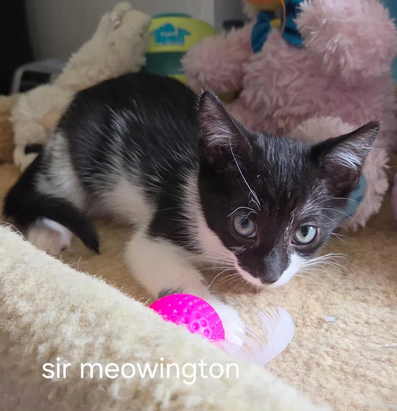 Sir Meowington thumbnail 3
