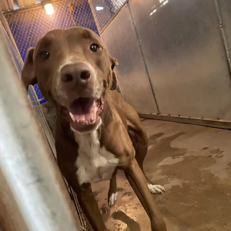 Frito Pie thumbnail 2