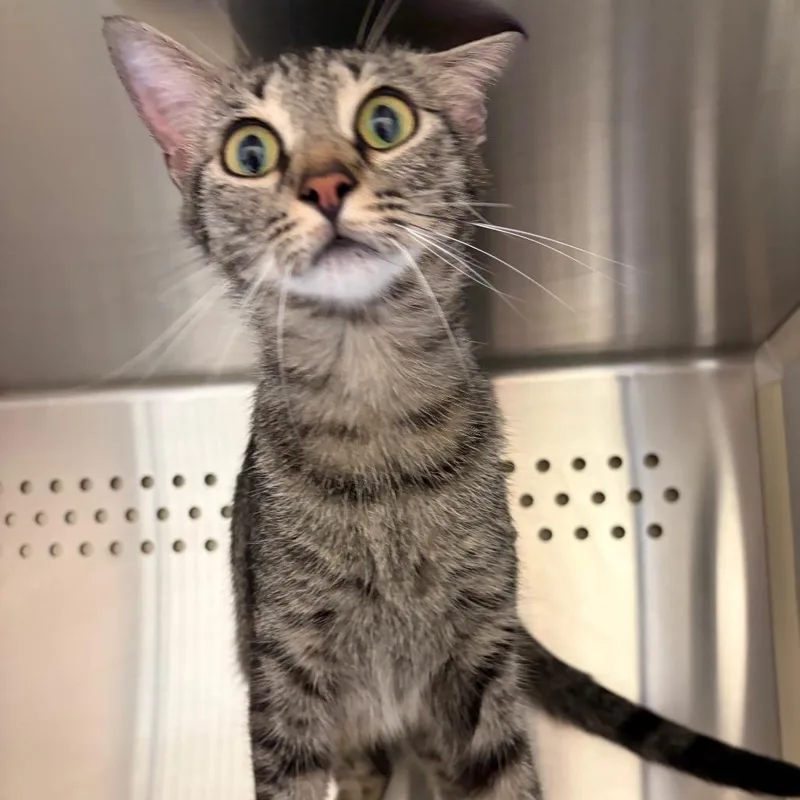 A young medium-sized female Gray / Blue / Silver Domestic Short Hair cat named Vessel for adoption in Norman, OK