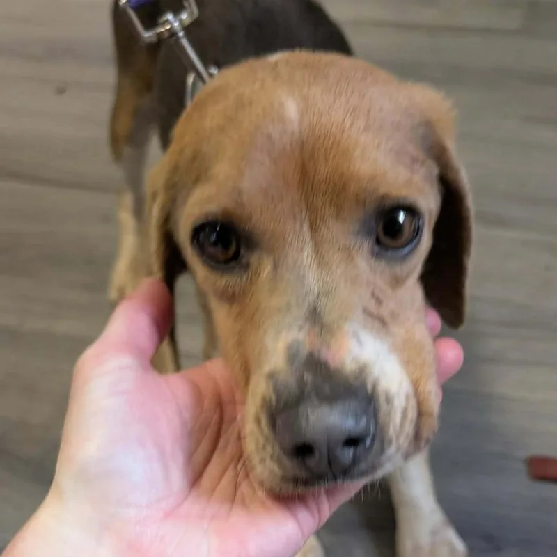 An adult small-sized female Black Beagle dog named Penelope for adoption in Greenville, PA