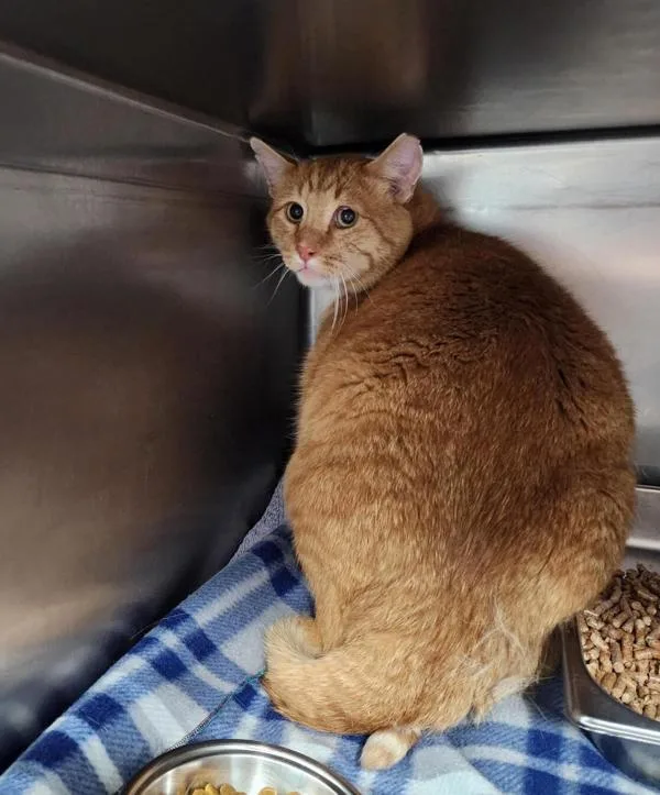 An adult extra large-sized male Domestic Short Hair cat named Tangerine for adoption in Great Falls, MT