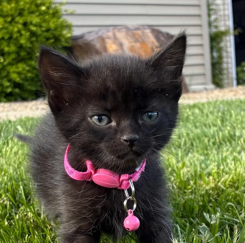 A baby small-sized female Domestic Short Hair cat named Chickie for adoption in Syracuse, IN