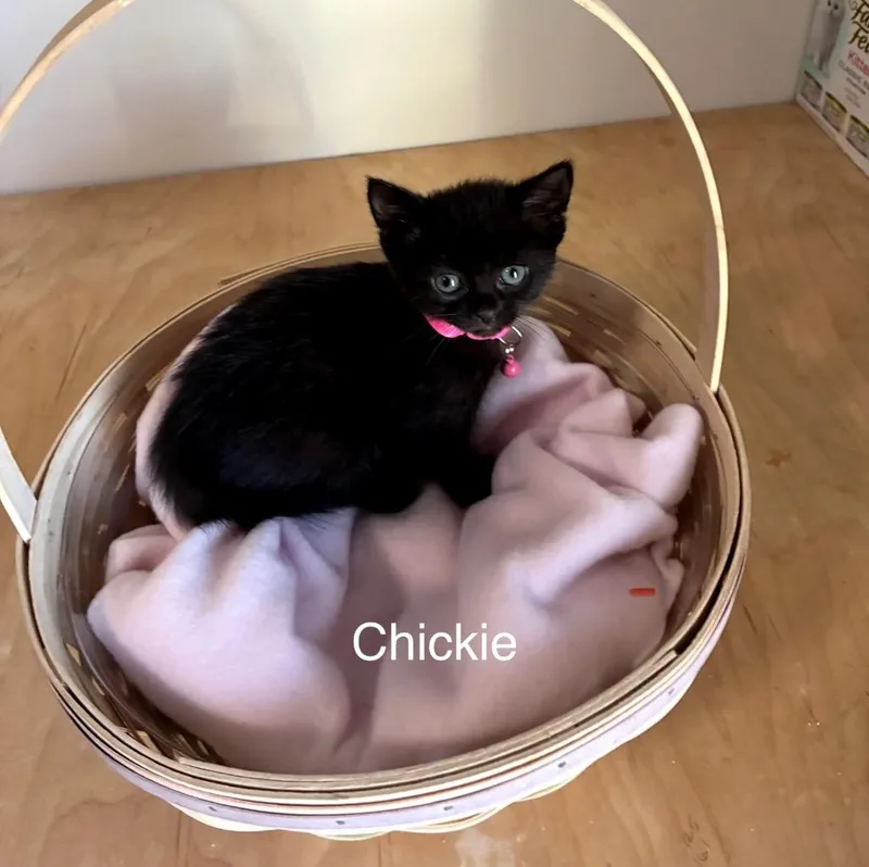 Chickie thumbnail 2