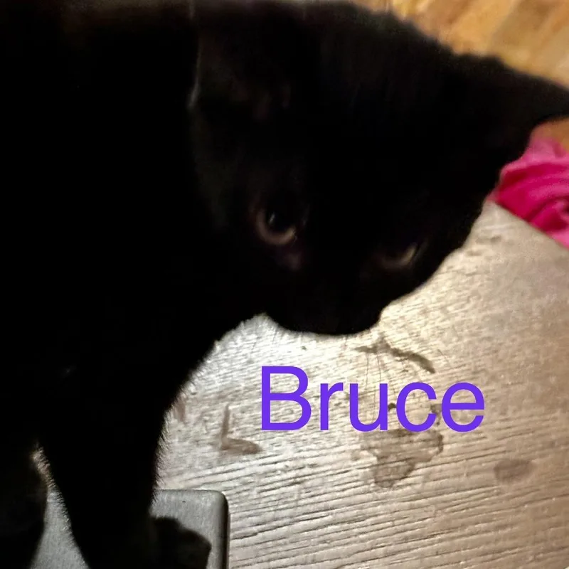 A baby small-sized male Domestic Short Hair cat named Bruce for adoption in Cumming, GA