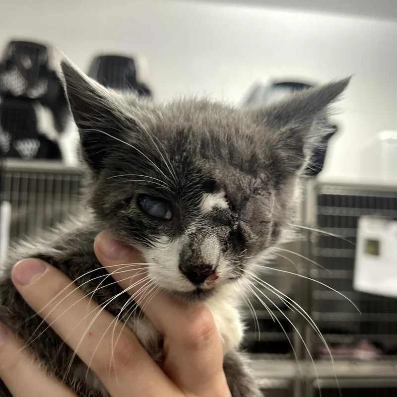 A baby small-sized male Gray / Blue / Silver Domestic Short Hair cat named Salt for adoption in Idaho Falls, ID