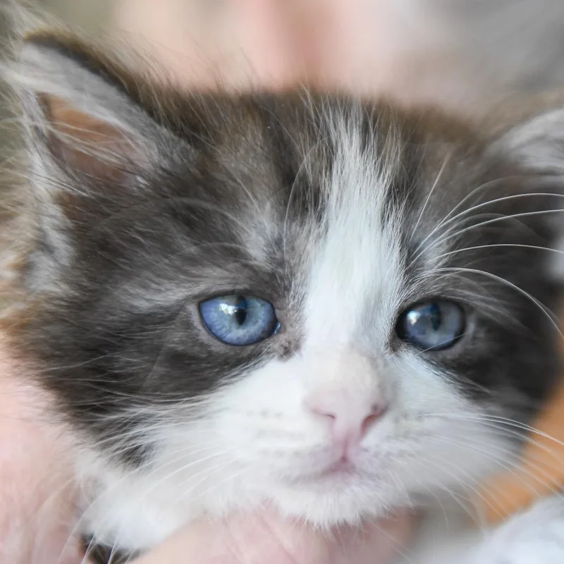 A baby small-sized female Black Domestic Short Hair cat named Macy for adoption in Redwood City, CA