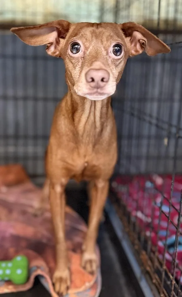 An adult small-sized male Red / Chestnut / Orange Chihuahua dog named Braylee for adoption in Muskegon, MI