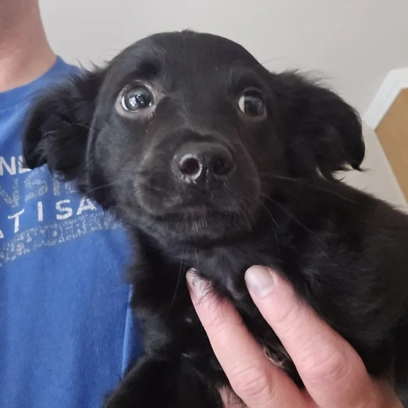 A baby medium-sized male Black Goldendoodle dog named Mitch for adoption in Hillsborough, NJ