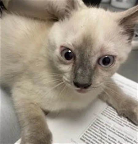 A baby small-sized female Domestic Short Hair cat named Athena for adoption in Saint Cloud, FL