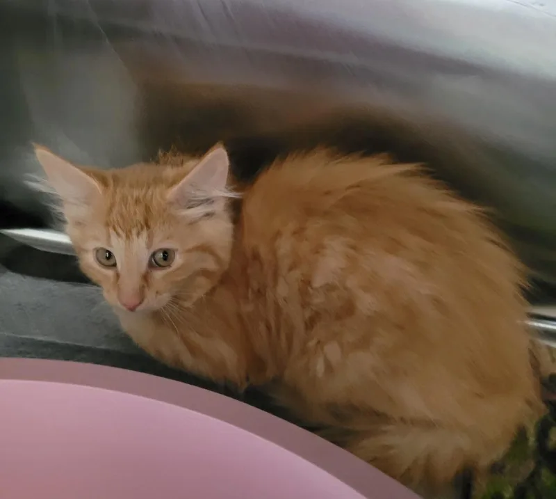 A baby small-sized male Domestic Long Hair cat named Charlie for adoption in Grand Rapids, MN
