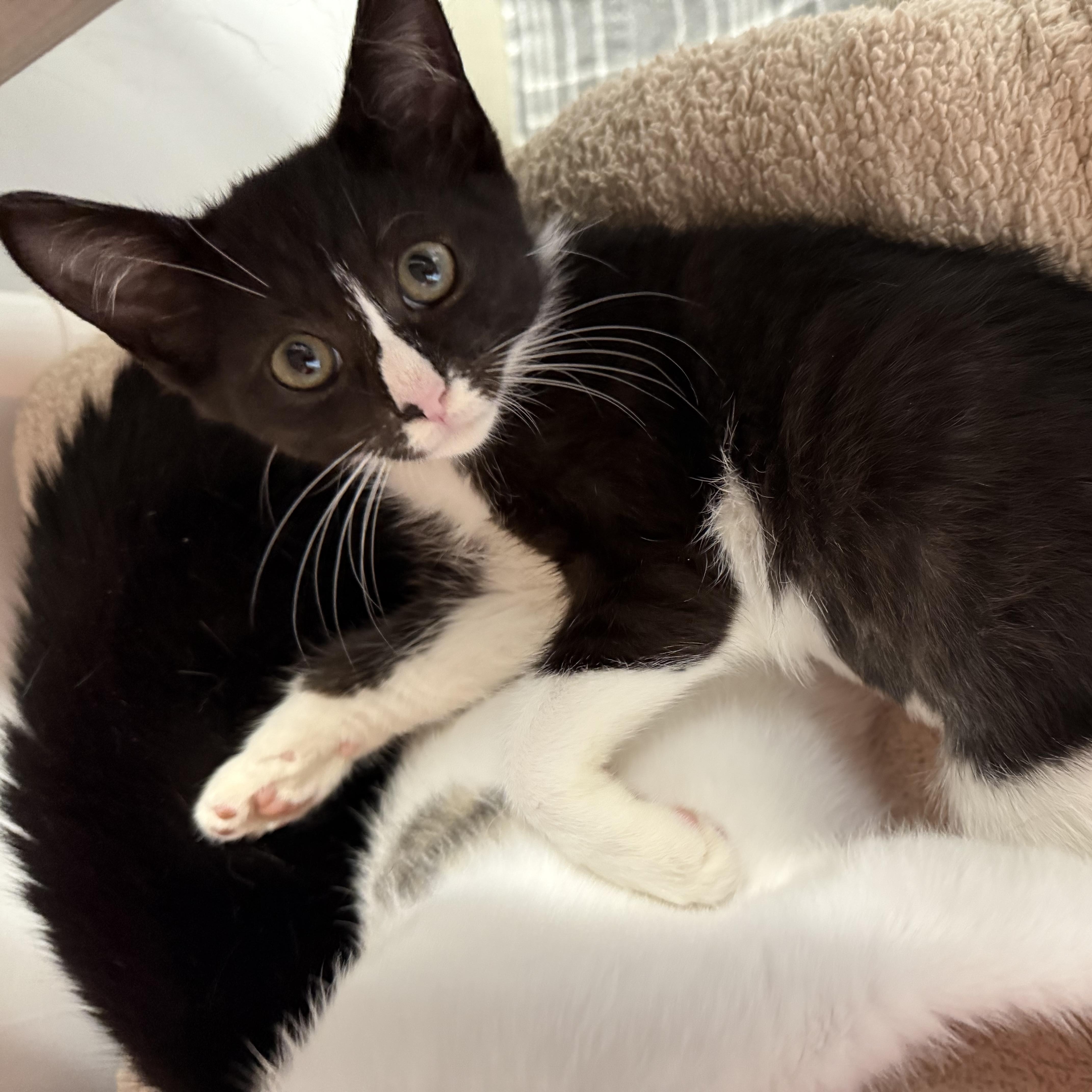 A baby small-sized female Black & White / Tuxedo Domestic Short Hair cat named Kanga for adoption in North Haven, CT