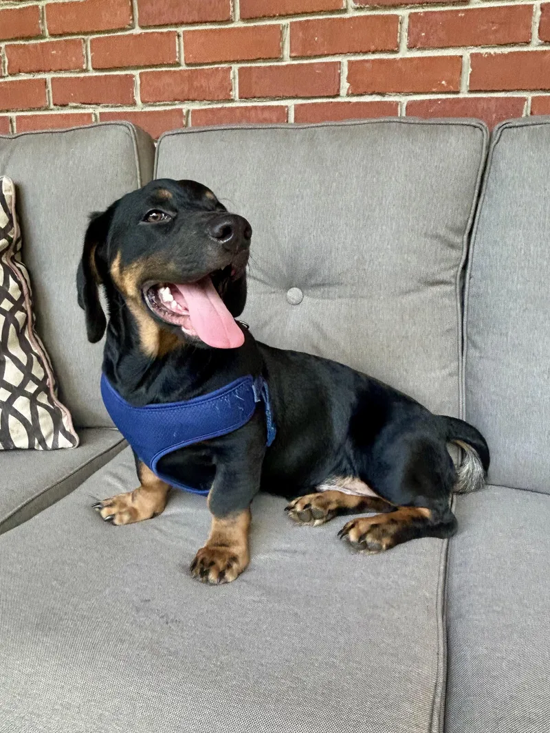 A baby medium-sized male Basset Hound dog named Boone for adoption in Fosters, AL
