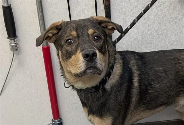 A young large-sized male German Shepherd Dog dog named Squid for adoption in Tucson, AZ