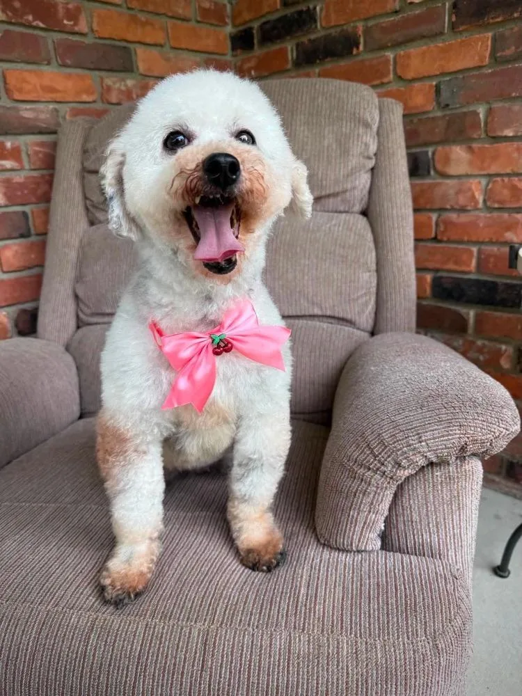 An adult small-sized female White / Cream Poodle dog named Daisy Mae for adoption in Alden, NY