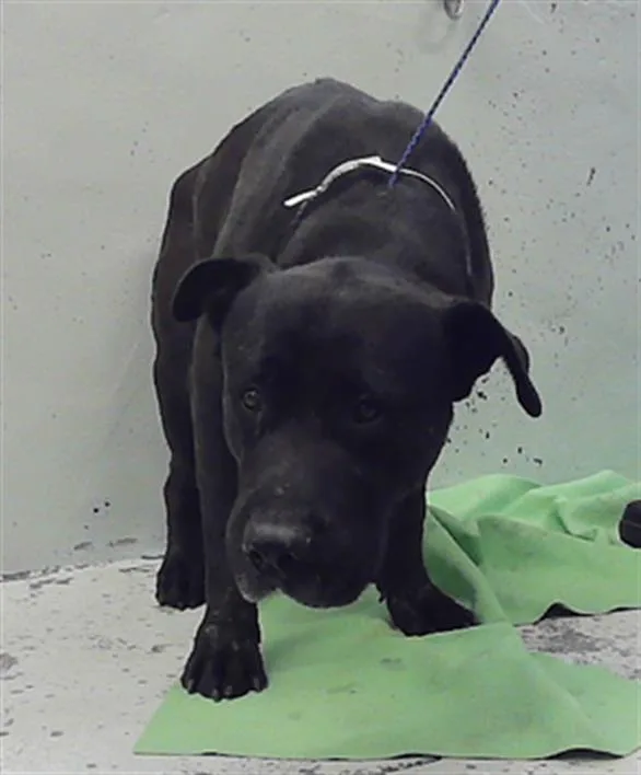 An adult large-sized male Staffordshire Bull Terrier dog named Yoku for adoption in Houston, TX