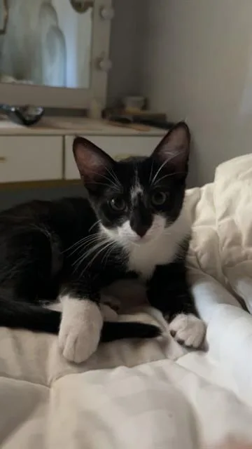 A baby small-sized female Domestic Short Hair cat named Poptart for adoption in San Luis Obispo, CA