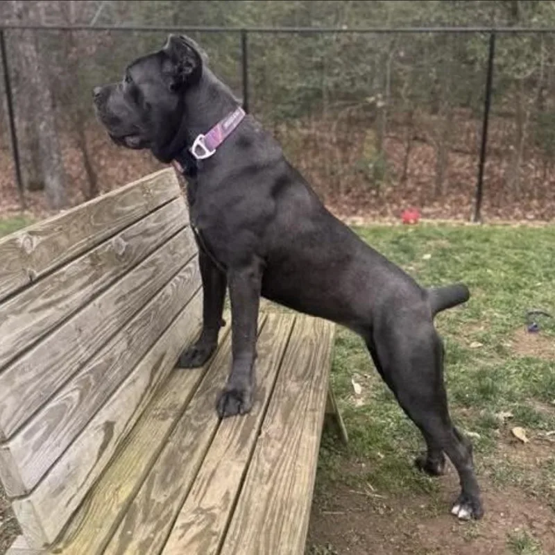 An adult small-sized female Gray / Blue / Silver Cane Corso dog named Lagatha for adoption in manchester, PA