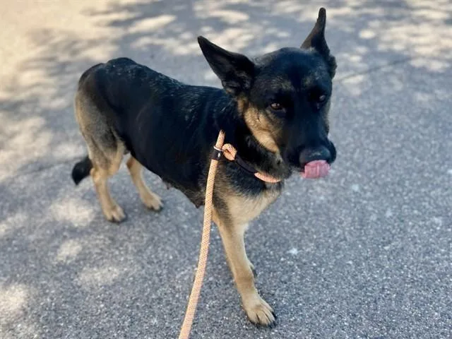 An adult large-sized female German Shepherd Dog dog named Rosie for adoption in Phoenix, AZ