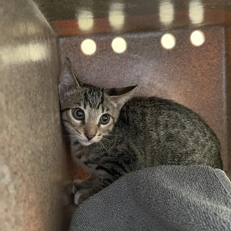A baby small-sized male Brown / Chocolate Domestic Short Hair cat named Ray for adoption in Pasadena, CA
