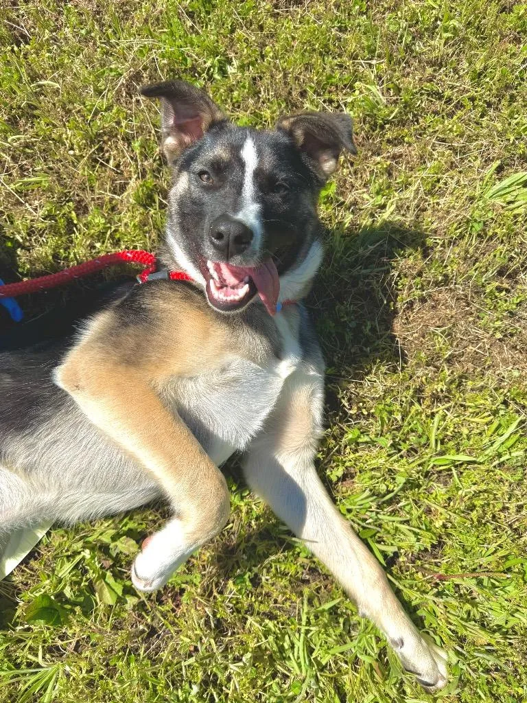 A baby medium-sized male German Shepherd Dog dog named Jack for adoption in Grants Pass, OR
