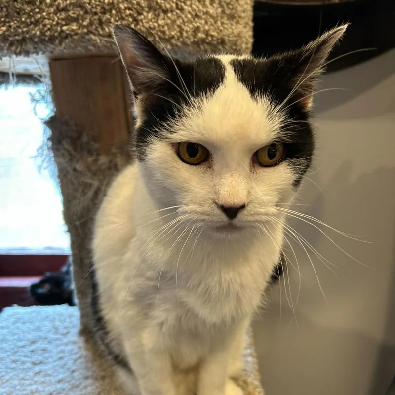 A senior small-sized female White Domestic Short Hair cat named Mochi for adoption in Alexandria, VA