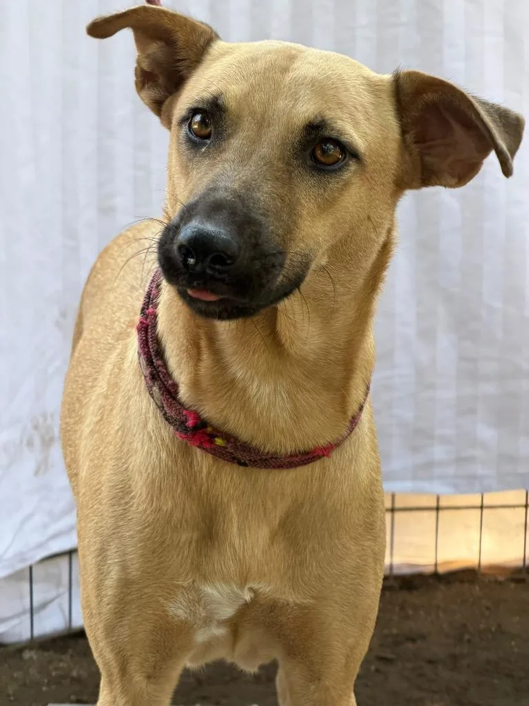 A young medium-sized female Black Mouth Cur dog named Miel for adoption in San Diego, CA