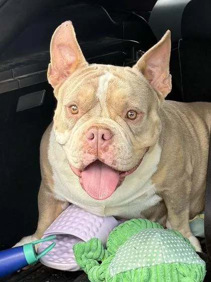 An adult large-sized female Mixed Breed dog named Cartier for adoption in Memphis, TN
