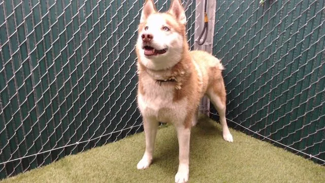 An adult medium-sized male Siberian Husky dog named Prince for adoption in Downey, CA