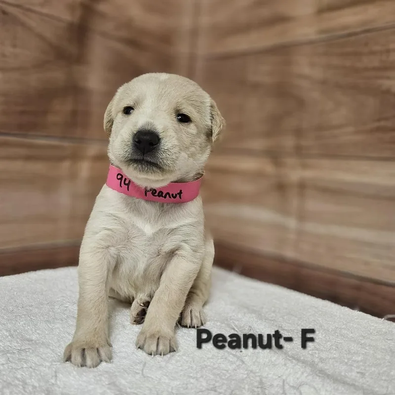 A baby medium-sized female Yellow / Tan / Blond / Fawn Labrador Retriever dog named Peanut for adoption in Griswold, CT