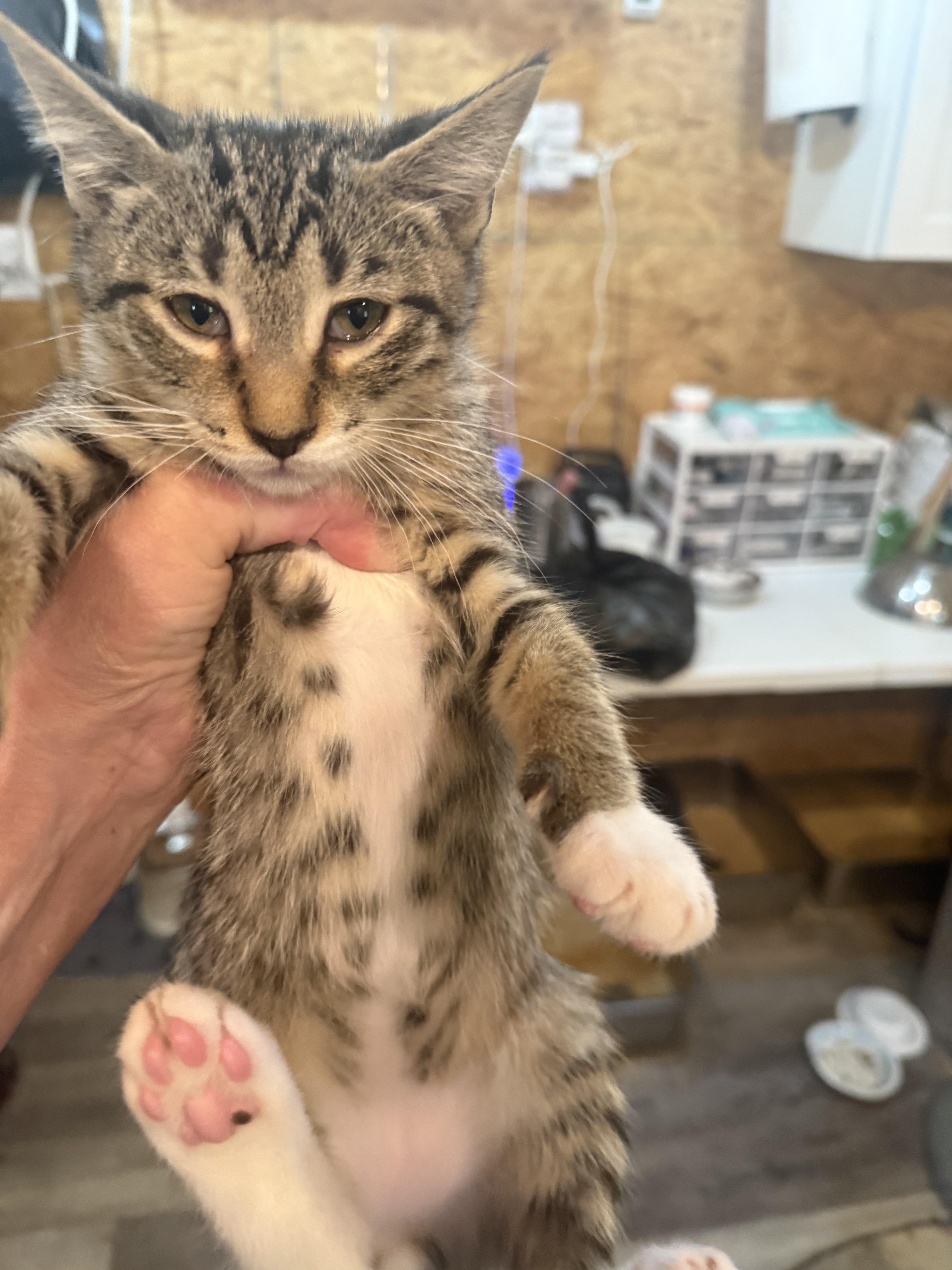 A baby small-sized female Domestic Short Hair cat named Pierogi for adoption in Sneads Ferry, NC